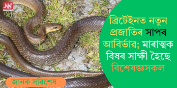 ব্ৰিটেইনত নতুন প্ৰজাতিৰ সাপৰ আবিৰ্ভাৱ; মাৰাত্মক বিষৰ সাক্ষী হৈছে বিশেষজ্ঞসকল