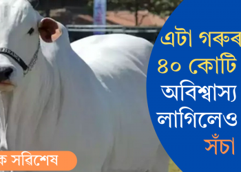 এটা গৰুৰ দাম ৪০ কোটি টকা! অবিশ্বাস্য যেন লাগিলেও কিন্তু সঁচা
