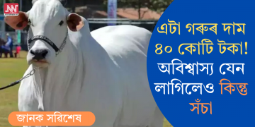 এটা গৰুৰ দাম ৪০ কোটি টকা! অবিশ্বাস্য যেন লাগিলেও কিন্তু সঁচা