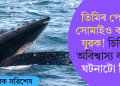 তিমিৰ পেটত সোমাইও বাচিল যুৱক! চিলিত অবিশ্বাস্য কাণ্ড, ঘটনাটো কি?