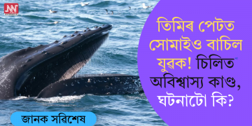 তিমিৰ পেটত সোমাইও বাচিল যুৱক! চিলিত অবিশ্বাস্য কাণ্ড, ঘটনাটো কি?