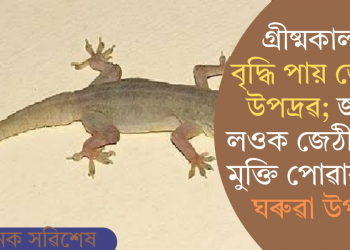 গ্ৰীষ্মকালত বৃদ্ধি পায় জেঠীৰ উপদ্ৰৱ; জানি লওক জেঠীৰ পৰা মুক্তি পোৱাৰ ৫টা ঘৰুৱা উপায়