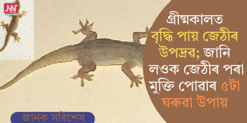 গ্ৰীষ্মকালত বৃদ্ধি পায় জেঠীৰ উপদ্ৰৱ; জানি লওক জেঠীৰ পৰা মুক্তি পোৱাৰ ৫টা ঘৰুৱা উপায়