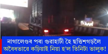 নাগালেণ্ডৰ পৰা গুৱাহাটী হৈ ছত্তিশগড়লৈ অবৈধভাৱে কঢ়িয়াই নিয়া হ’ল তিনিটা ভালুক!