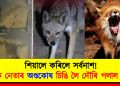 সৰ্বনাশ! শ্ৰমিক নেতাৰ অণ্ডকোষ চিঙি লৈ দৌৰি পলাল শিয়াল