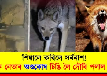 সৰ্বনাশ! শ্ৰমিক নেতাৰ অণ্ডকোষ চিঙি লৈ দৌৰি পলাল শিয়াল
