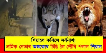 সৰ্বনাশ! শ্ৰমিক নেতাৰ অণ্ডকোষ চিঙি লৈ দৌৰি পলাল শিয়াল