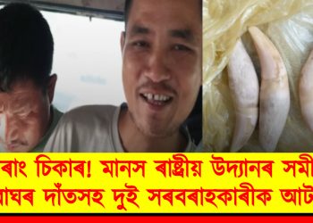 চোৰাং চিকাৰ! মানস ৰাষ্ট্ৰীয় উদ্যানৰ সমীপত বাঘৰ দাঁতসহ দুই সৰবৰাহকাৰীক আটক