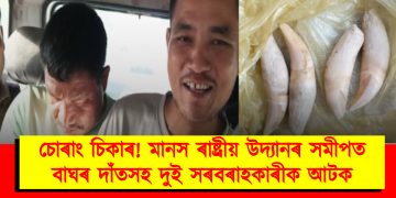 চোৰাং চিকাৰ! মানস ৰাষ্ট্ৰীয় উদ্যানৰ সমীপত বাঘৰ দাঁতসহ দুই সৰবৰাহকাৰীক আটক