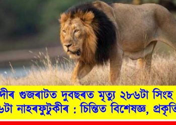 মোদীৰ গুজৰাটত দুবছৰত মৃত্যু ২৮৬টা সিংহ আৰু ৪৫৬টা নাহৰফুটুকীৰ : চিন্তিত বিশেষজ্ঞ, প্ৰকৃতিপ্ৰেমী