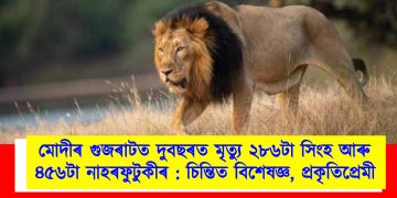 মোদীৰ গুজৰাটত দুবছৰত মৃত্যু ২৮৬টা সিংহ আৰু ৪৫৬টা নাহৰফুটুকীৰ : চিন্তিত বিশেষজ্ঞ, প্ৰকৃতিপ্ৰেমী