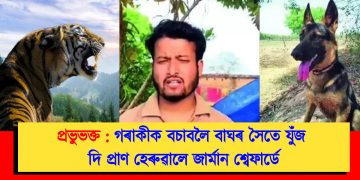 প্ৰভুভক্ত : গৰাকীক বচাবলৈ বাঘৰ সৈতে যুঁজ দি প্ৰাণ হেৰুৱালে জাৰ্মান শ্বেফাৰ্ডে