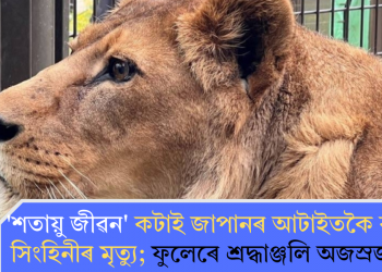 ‘শতায়ু জীৱন’ কটাই জাপানৰ আটাইতকৈ বয়সীয়াল সিংহিনীৰ মৃত্যু; ফুলেৰে শ্ৰদ্ধাঞ্জলি অজস্ৰজনৰ
