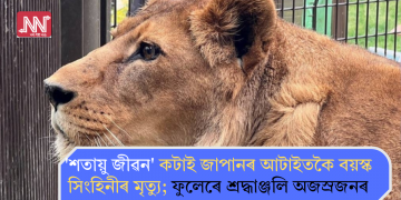 ‘শতায়ু জীৱন’ কটাই জাপানৰ আটাইতকৈ বয়সীয়াল সিংহিনীৰ মৃত্যু; ফুলেৰে শ্ৰদ্ধাঞ্জলি অজস্ৰজনৰ