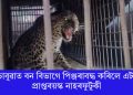 চাবুৱাত বন বিভাগে পিঞ্জৰাবদ্ধ কৰিলে এটা প্ৰাপ্তবয়স্ক নাহৰফুটুকী