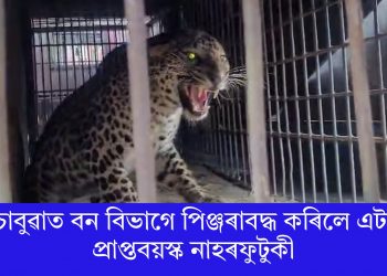 চাবুৱাত বন বিভাগে পিঞ্জৰাবদ্ধ কৰিলে এটা প্ৰাপ্তবয়স্ক নাহৰফুটুকী