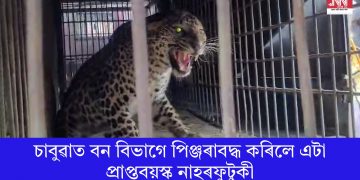চাবুৱাত বন বিভাগে পিঞ্জৰাবদ্ধ কৰিলে এটা প্ৰাপ্তবয়স্ক নাহৰফুটুকী