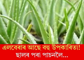এলবেৰাৰ আছে বহু উপকাৰিতা! ছালৰ পৰা পাচনলৈ…