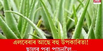 এলবেৰাৰ আছে বহু উপকাৰিতা! ছালৰ পৰা পাচনলৈ…