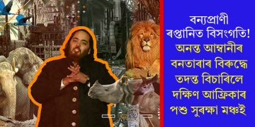বন্যপ্ৰাণী ৰপ্তানিত বিসংগতি! অনন্ত আম্বানীৰ বনতাৰাৰ বিৰুদ্ধে তদন্ত বিচাৰিলে দক্ষিণ আফ্ৰিকাৰ পশু সুৰক্ষা মঞ্চই