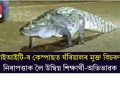 আইআইটি-ৰ কেম্পাছত ঘঁৰিয়ালৰ মুক্ত বিচৰণ! নিৰাপত্তাক লৈ উদ্বিগ্ন শিক্ষাৰ্থী-অভিভাৱক
