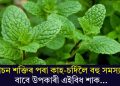 পাচন শক্তিৰ পৰা কাহ-চৰ্দিলৈ বহু সমস্যাৰ বাবে উপকাৰী এইবিধ শাক…