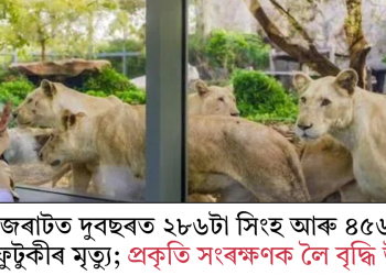 গুজৰাটত দুবছৰত ২৮৬টা সিংহ আৰু ৪৫৬টা নাহৰফুটুকীৰ মৃত্যু; প্ৰকৃতি সংৰক্ষণক লৈ বৃদ্ধি উদ্বেগ