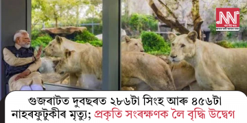 গুজৰাটত দুবছৰত ২৮৬টা সিংহ আৰু ৪৫৬টা নাহৰফুটুকীৰ মৃত্যু; প্ৰকৃতি সংৰক্ষণক লৈ বৃদ্ধি উদ্বেগ