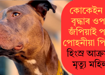 কোকেইন খাই বৃদ্ধাৰ ওপৰত জঁপিয়াই পৰিল পোহনীয়া পিটবুল! হিংস্ৰ আক্ৰমণত মৃত্যু মহিলাৰ