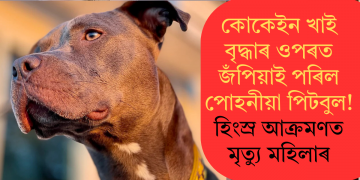 কোকেইন খাই বৃদ্ধাৰ ওপৰত জঁপিয়াই পৰিল পোহনীয়া পিটবুল! হিংস্ৰ আক্ৰমণত মৃত্যু মহিলাৰ