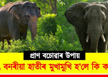 প্ৰাণ বচোৱাৰ উপায় : হঠাৎ বনৰীয়া হাতীৰ মুখামুখি হ’লে কি কৰিব?