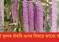 কপৌ ফুলৰ ঔষধি গুণৰ বিষয়ে জানো আহক