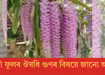 কপৌ ফুলৰ ঔষধি গুণৰ বিষয়ে জানো আহক