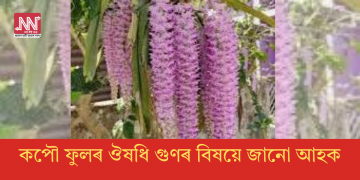 কপৌ ফুলৰ ঔষধি গুণৰ বিষয়ে জানো আহক