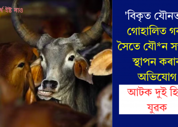 ‘বিকৃত যৌনতা’! গোহালিত গৰুৰ সৈতে যৌন সম্পৰ্ক স্থাপন কৰাৰ অভিযোগ, আটক দুই হিন্দু যুৱক
