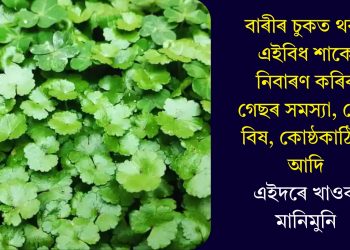 বাৰীৰ চুকত থকা এইবিধ শাকে নিবাৰণ কৰিব গেছৰ সমস্যা, পেট বিষ, কোষ্ঠকাঠিন্য আদি, এইদৰে খাওক মানিমুনি