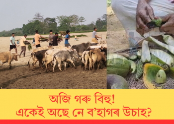 অজি গৰু বিহু! একেই অছে নে ব’হাগৰ উচাহ?