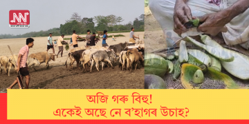 অজি গৰু বিহু! একেই অছে নে ব’হাগৰ উচাহ?