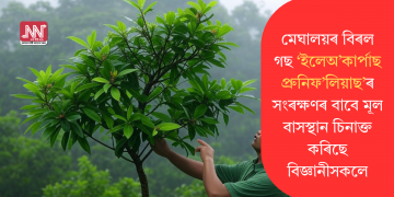 মেঘালয়ৰ বিৰল গছ ‘ইলেঅ’কাৰ্পাছ প্ৰুনিফ’লিয়াছ’ৰ সংৰক্ষণৰ বাবে মূল বাসস্থান চিনাক্ত কৰিছে বিজ্ঞানীসকলে