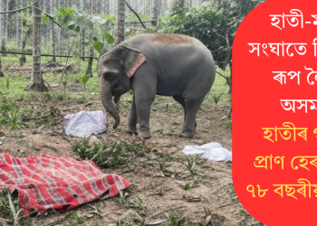 হাতী-মানুহ সংঘাতে বিধ্বংসী ৰূপ লৈছে অসমত! হাতীৰ গচকত প্ৰাণ হেৰুাৱালে ৭৮ বছৰীয়া বৃদ্ধাই