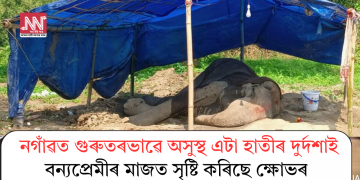 নগাঁৱত গুৰুতৰভাৱে অসুস্থ এটা হাতীৰ দুৰ্দশাই বন্যপ্ৰেমীৰ মাজত সৃষ্টি কৰিছে ক্ষোভৰ
