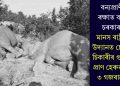 বন্যপ্ৰাণী ৰক্ষাত ব্যৰ্থ চৰকাৰ! মানস ৰাষ্ট্ৰীয় উদ্যানত চোৰাং চিকাৰীৰ গুলীৰ প্ৰাণ হেৰুৱালে ৩ গজৰাজে