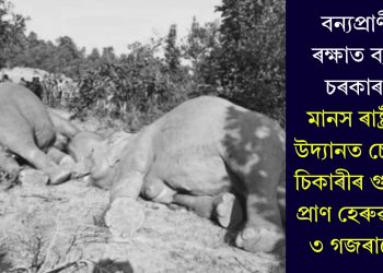 বন্যপ্ৰাণী ৰক্ষাত ব্যৰ্থ চৰকাৰ! মানস ৰাষ্ট্ৰীয় উদ্যানত চোৰাং চিকাৰীৰ গুলীৰ প্ৰাণ হেৰুৱালে ৩ গজৰাজে