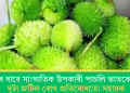স্বাস্থ্যৰ বাবে সাংঘাতিক উপকাৰী পাচলি ভাতকেৰেলা; দুটা জটিল ৰোগ প্ৰতিৰোধতো সহায়ক