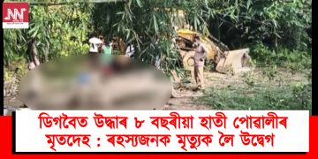 ডিগবৈত উদ্ধাৰ ৮ বছৰীয়া হাতী পোৱালীৰ মৃতদেহ : ৰহস্যজনক মৃত্যুক লৈ উদ্বেগ