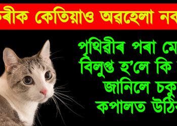 মেকুৰীক কেতিয়াও অৱহেলা নকৰিব : পৃথিৱীৰ পৰা মেকুৰী বিলুপ্ত হ’লে কি হ’ব জানিলে চকু কপালত উঠিব