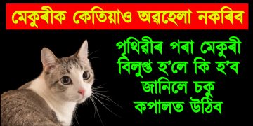 মেকুৰীক কেতিয়াও অৱহেলা নকৰিব : পৃথিৱীৰ পৰা মেকুৰী বিলুপ্ত হ’লে কি হ’ব জানিলে চকু কপালত উঠিব
