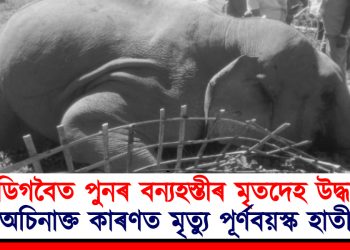ডিগবৈত পুনৰ বন্যহস্তীৰ মৃতদেহ উদ্ধাৰ : অচিনাক্ত কাৰণত মৃত্যু পূৰ্ণবয়স্ক হাতীৰ