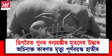 ডিগবৈত পুনৰ বন্যহস্তীৰ মৃতদেহ উদ্ধাৰ : অচিনাক্ত কাৰণত মৃত্যু পূৰ্ণবয়স্ক হাতীৰ