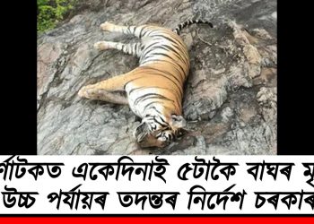 কৰ্ণাটকত একেদিনাই ৫টাকৈ বাঘৰ মৃত্যু! উচ্চ পৰ্যায়ৰ তদন্তৰ নিৰ্দেশ চৰকাৰৰ